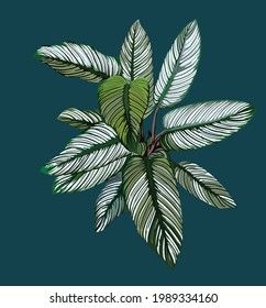 calathea zebra decorative plant, rare plant, beautiful plant, vector