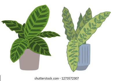 Calathea Zebrina and Lancifolia, two popular exotic tropical house plants in pots graphic vector illustration, also called Marantaceae or Prayer Plant