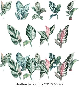 Calathea zebrina.Watercolor set of tropical leaves isolated on white background. Hand painted illustration.