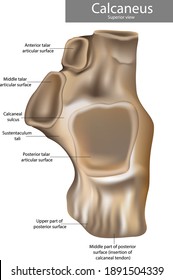 Calcaneus Anatomy. Сalcaneus or calcaneum, meaning heel or heel bone. Superior view. 