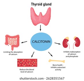 Calcitonin-Funktion im menschlichen Körper. Regulierung des Kalziumspiegels Medizinische Darstellung oder medizinische Vektorgrafik