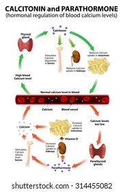 calcitonin and parathormone. Regulation of calcium levels in the blood by CT from the thyroid gland and by PTH from the parathyroid glands.