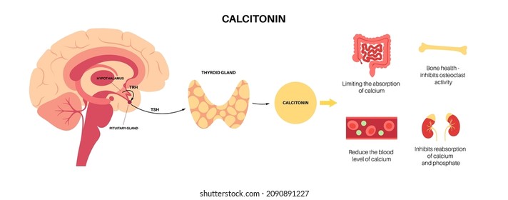 Calcitonin Production Human Body Thyroid Gland Stock Vector (Royalty ...