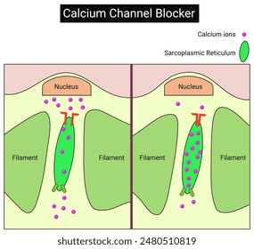 A Calcium Channel Blocker for ME CFS and Fibromyalgia