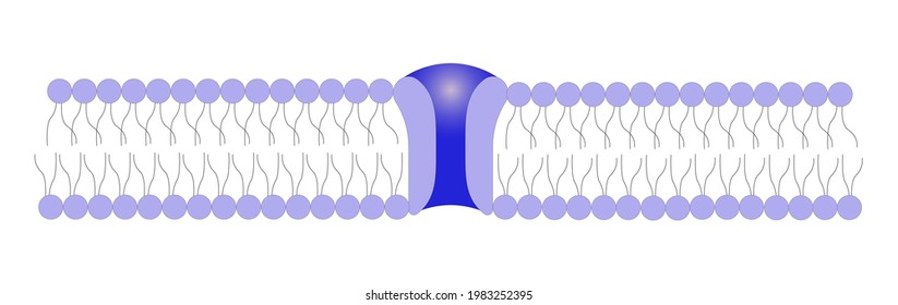 Calcium Channel Vector Illustration. Ion Channel. Structure Of The Channel.