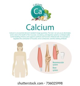 Calcium. Healthy eating. Influence on the bone and neuromuscular system