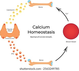 Calcium Homeostasis Science Design Vector Illustration Diagram