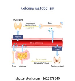 Calcium Metabolism, And Impact On Human Organs. Vitamin D Deficiency. Medical Vector Illustration. Labeled Diagram. Infographic