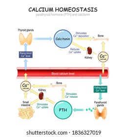 Calcium metabolism. vector illustration about how level of the calcium in plasma is regulated by the hormones parathyroid hormone (PTH) and calcitonin. For education and science