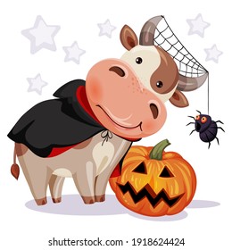 Calendar 2021 year of the ox. A calf with a spider and a pumpkin for the Halloween holiday. Greeting card-Happy New Year and Christmas, pattern on T-shirt, mug, clothes.