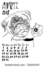 Calendar with dry brush lettering. April 2018. Dog with spring poppy flower. Cute pug portrait. Vector illustration.