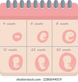 Calendar embryo development in weeks baby toddler vector illustration