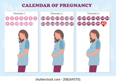 The calendar of pregnancy trimesters with pregnant woman, healthy pregnancy concept, flat vector illustration