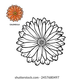 Calendula - Beauty Flower Color Example And Black Outline For Coloring 