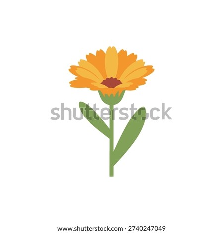 Calendula Bloom with Neat Flat Layout Botanical Vector Detailed Floral Illustration