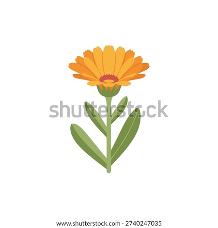 Calendula Bloom with Refined Flat Look Detailed Botanical Vector Floral Illustration