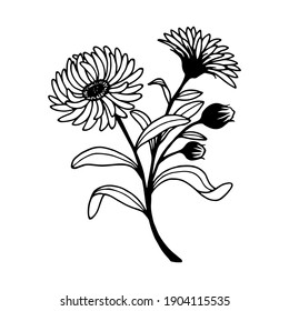 Calendula, chamomile. Vector stock illustration eps10. Hand drawing eps10, isolate on a white background, outline. 
