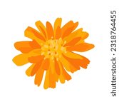 calendula close-up from above. blooming marigold illustration