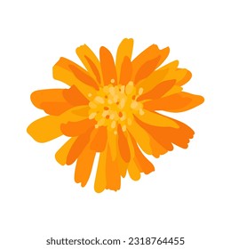 calendula close-up from above. blooming marigold illustration