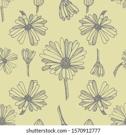 Calendula. Collection of hand drawn flowers and plants. Set of medicinal herbs sketch. Illustration in the style of engraving. Botanical plant illustration. Seamless pattern.