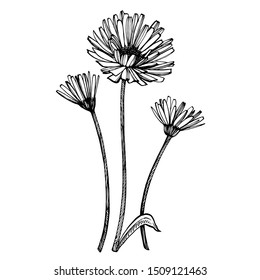 Calendula or daisy flower. Botanical illustration. Good for cosmetics, medicine, treating, aromatherapy, nursing, package design, field bouquet. Hand drawn wild hay flowers