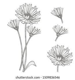 Calendula or daisy flower. Botanical illustration. Good for cosmetics, medicine, treating, aromatherapy, nursing, package design, field bouquet. Hand drawn wild hay flowers