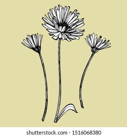 Calendula or daisy flower. Botanical illustration. Good for cosmetics, medicine, treating, aromatherapy, nursing, package design, field bouquet. Hand drawn wild hay flowers