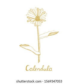 Calendula or daisy flower. Botanical illustration. Collection of hand drawn flowers and plants. Set of medicinal herbs sketch. Illustration in the style of engraving.