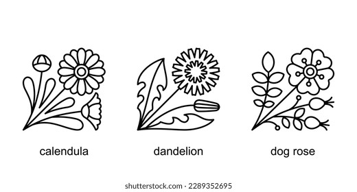 Calendula, dandelion, dog rose - medicinal flowers set. Icons set. Flowering herbal medicine plants bundle. Botanical illustration for a label, seed shop, supplements, extracts. Editable stroke