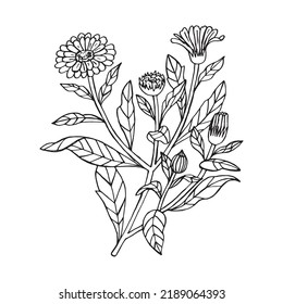 Flor de doodle de Calendula. Silueta lineal negra. Para perfumería y cosmética. Ilustración del vector