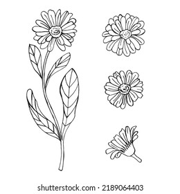 Flor de doodle de Calendula. Silueta lineal negra. Para perfumería y cosmética. Ilustración del vector