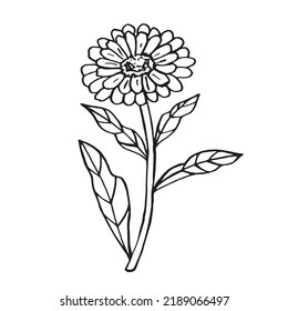 Calendula doodle flower. Black linear silhouette. For perfumery and cosmetics. Vector illustration