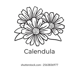 calendula doodle hand drawn icon. Outline drawing plant organic natural cosmetic ingredient calendula line clipart symbol . Vector illustration