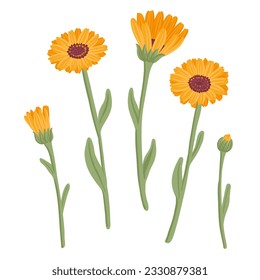 calendula, field flowers, vector drawing wild plants at white background, floral elements, hand drawn botanical illustration