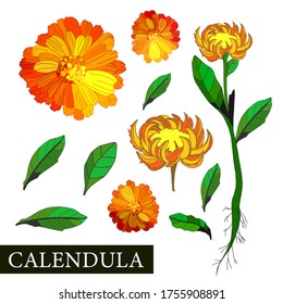 Calendula flower. Botanical illustration of calendula. Medicinal plants. Alternative medicine. Orange flower on a white background. Vector illustration.