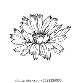 Calendula flower bud hand drawn sketch. Line drawn illustration on white background. Element for tea and cosmetics label design.