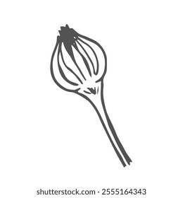 Calendula flower bud sketch in vector. Hand drawn illustration of medical plant