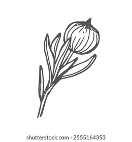 Calendula flower bud sketch in vector. Hand drawn illustration of medical plant