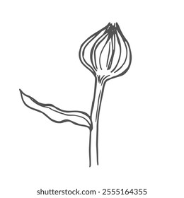 Calendula flower bud sketch in vector. Hand drawn illustration of medical plant