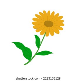 Calendula flower close up. Medicinal wild plant. natural medicine for health. Flora and botany. Flat vector illustration isolated on white background