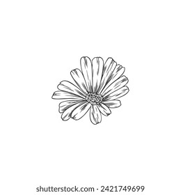Calendula flower design element, hand drawn sketch style vector illustration isolated on white background. Calendula medicinal herb symbol for herbal and cosmetics.