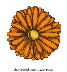 Calendula flower in hand drawn, sketch style. Decorative floral element for greeting cards, invitations and much more. Vector illustration isolated on white background.
