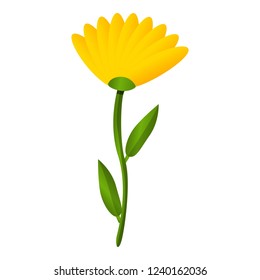 Calendula flower icon. Cartoon of calendula flower vector icon for web design isolated on white background