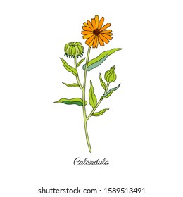 Calendula flower isolated on white background, botanical hand drawn doodle sketch marigold, vector illustration for design package tea, cosmetic, natural medicine, greeting cards, wedding invitation