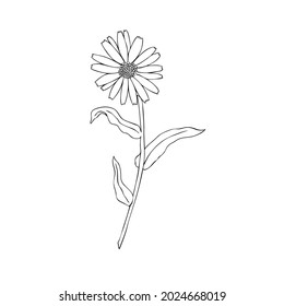 Calendula flower isolated on white background, botanical hand drawn doodle sketch marigold, vector line art illustration for design package tea, cosmetic, natural medicine, greeting card, wedding