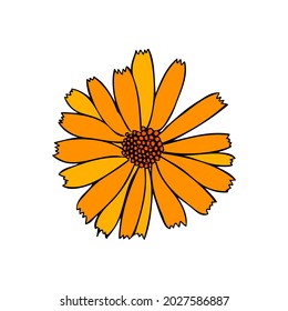 Calendula flower isolated on white background, botanical hand drawn doodle sketch marigold, vector illustration for design package tea, cosmetic, natural medicine, greeting cards, wedding invitation