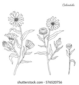 Calendula flower isolated on white background, botanical hand drawn doodle sketch marigold, vector illustration for design package tea, cosmetic, natural medicine, greeting card, wedding invitation
