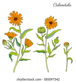 Calendula flower isolated on white background, botanical hand drawn doodle sketch marigold, vector illustration for design package tea, cosmetic, natural medicine, greeting card, wedding invitation