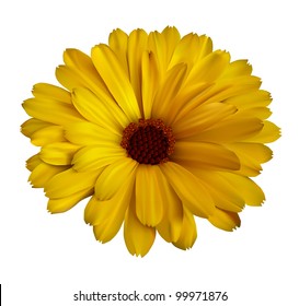 Calendula flower isolated on the white background