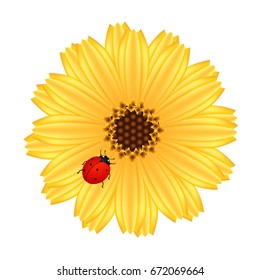 A calendula flower with ladybug on a white background.